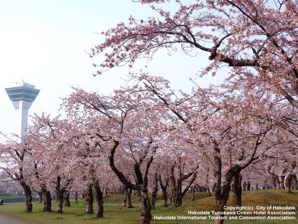 ソメイヨシノを中心に約1600本の桜が咲く五稜郭公園は、函館でも有数のお花見スポット。