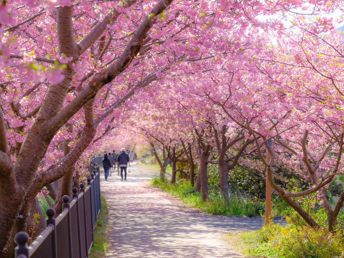 河津桜　2月中旬～3月上旬が見頃です