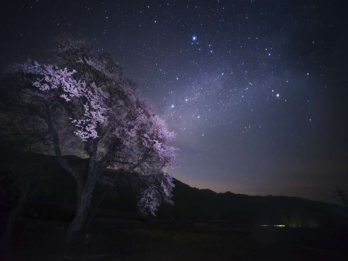 【春】治部坂高原の御所の桜と星空
