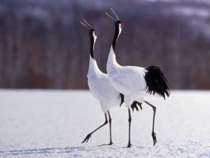 丹頂鶴のつがい