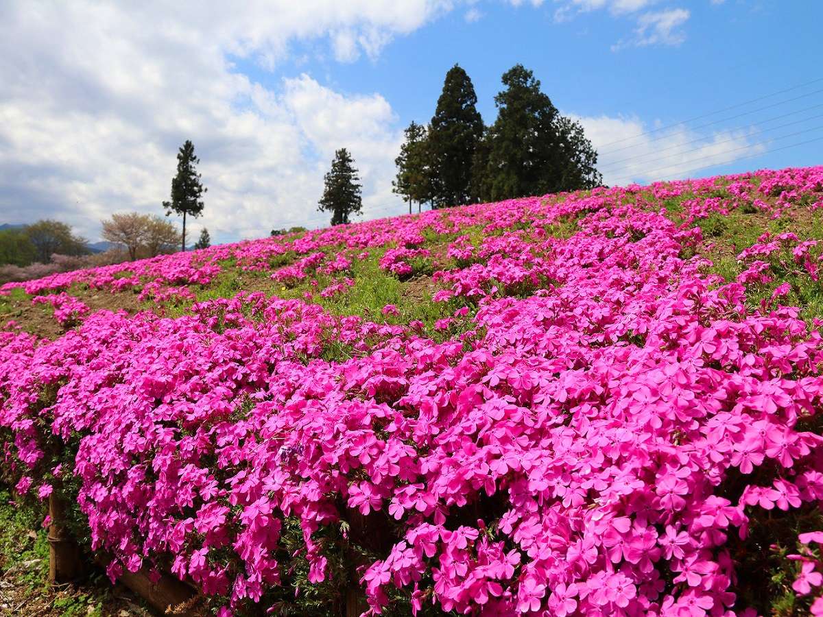 【羊山公園】芝桜の丘・芝桜