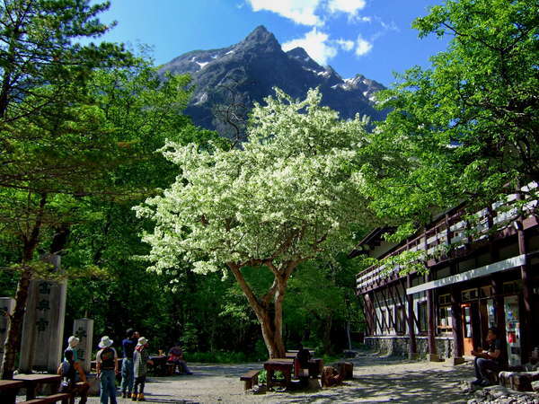 小梨の木の花咲く、明神広場、頭上の穂高岳（明神岳は、その尊称）と、明神館