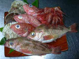 知床産きんき・ほたて、日本海産のどぐろ・あまえび・めばるなどの高級魚