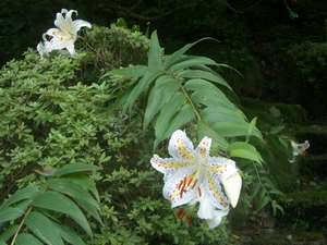 Surroundings・Views