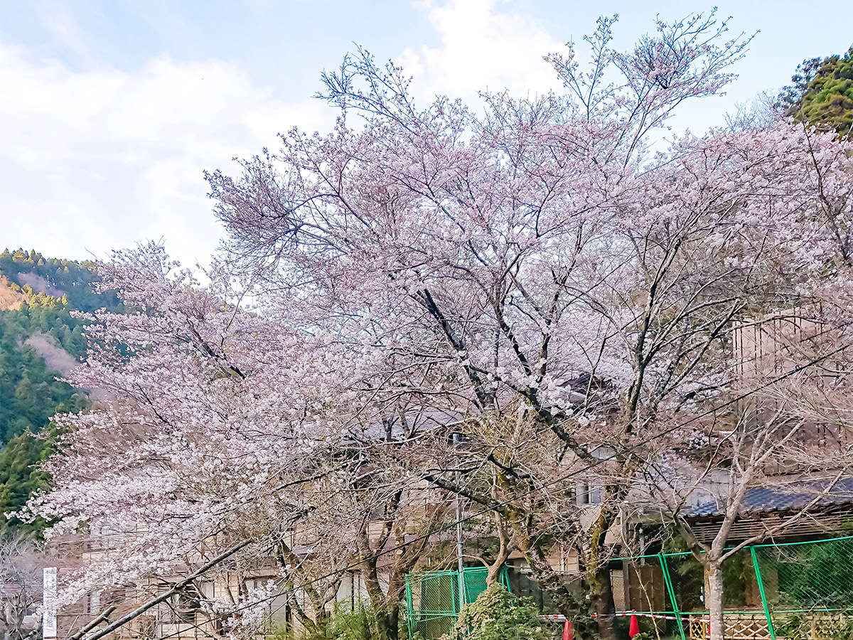 ・何かと節目を迎える春。綺麗に桜が咲き誇ります