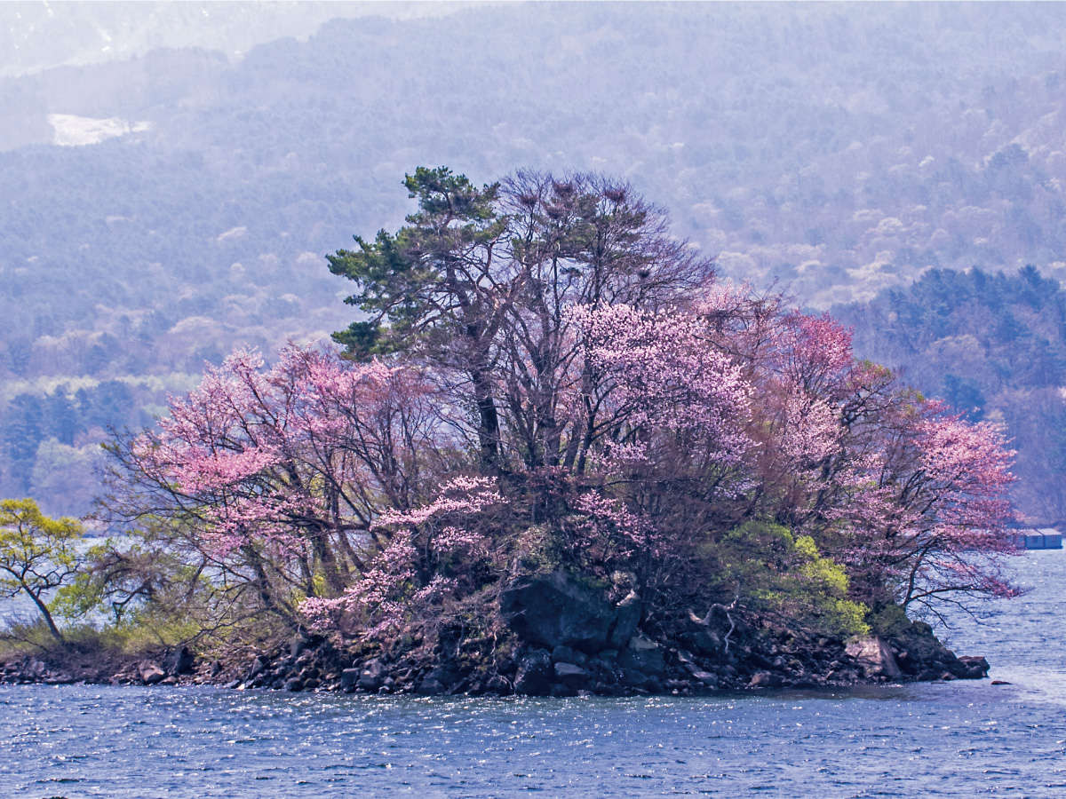 桧原湖に浮かぶ島。通称「桜島」可憐なピンクの桜花とそれを映す湖面は、感動的な美しさです。