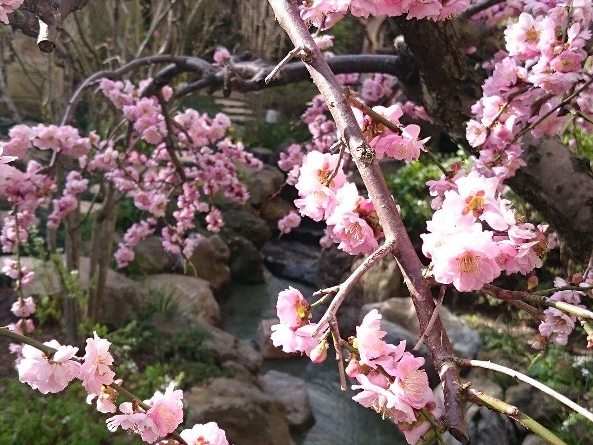 【中庭】桜の花、梅が咲き小川が流れる。小鳥のさえずりをベンチで♪