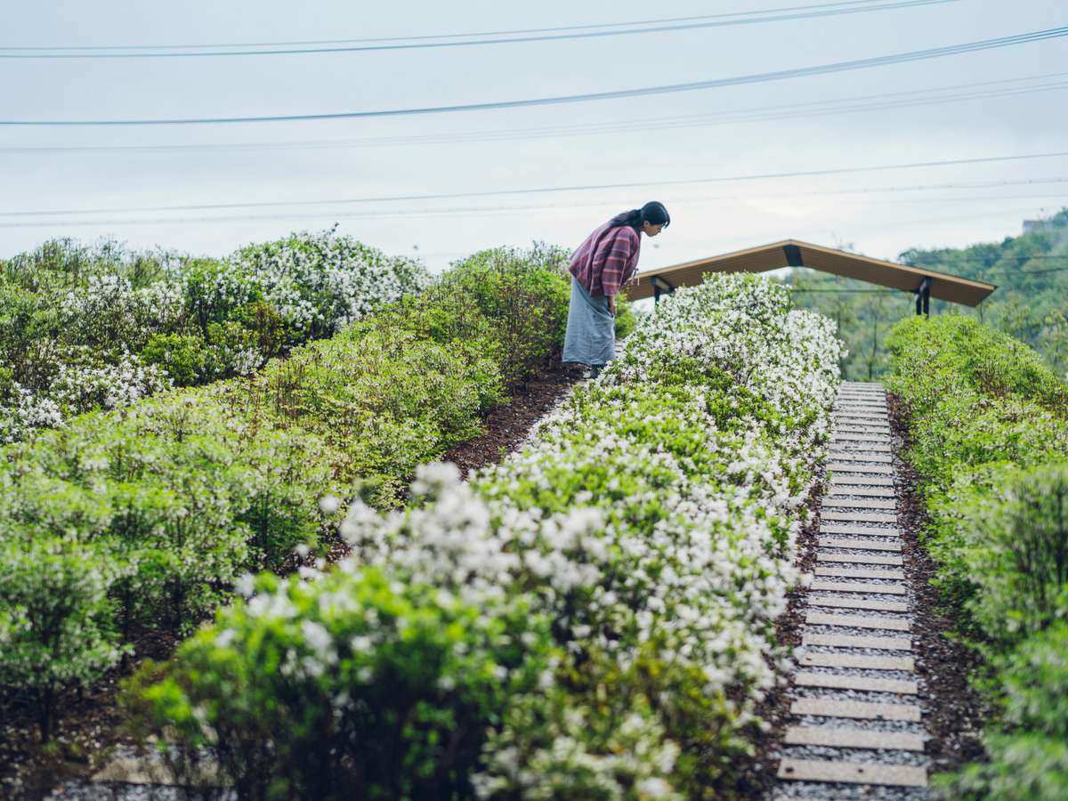 【つむぎ茶畑】遠州綿紬のストライプ柄をイメージし、ツツジとチャノキを交互に配置した茶畑。