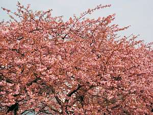 ���J�̉͒Í���2�����{�`3�����{���܂Ŋy���߂�