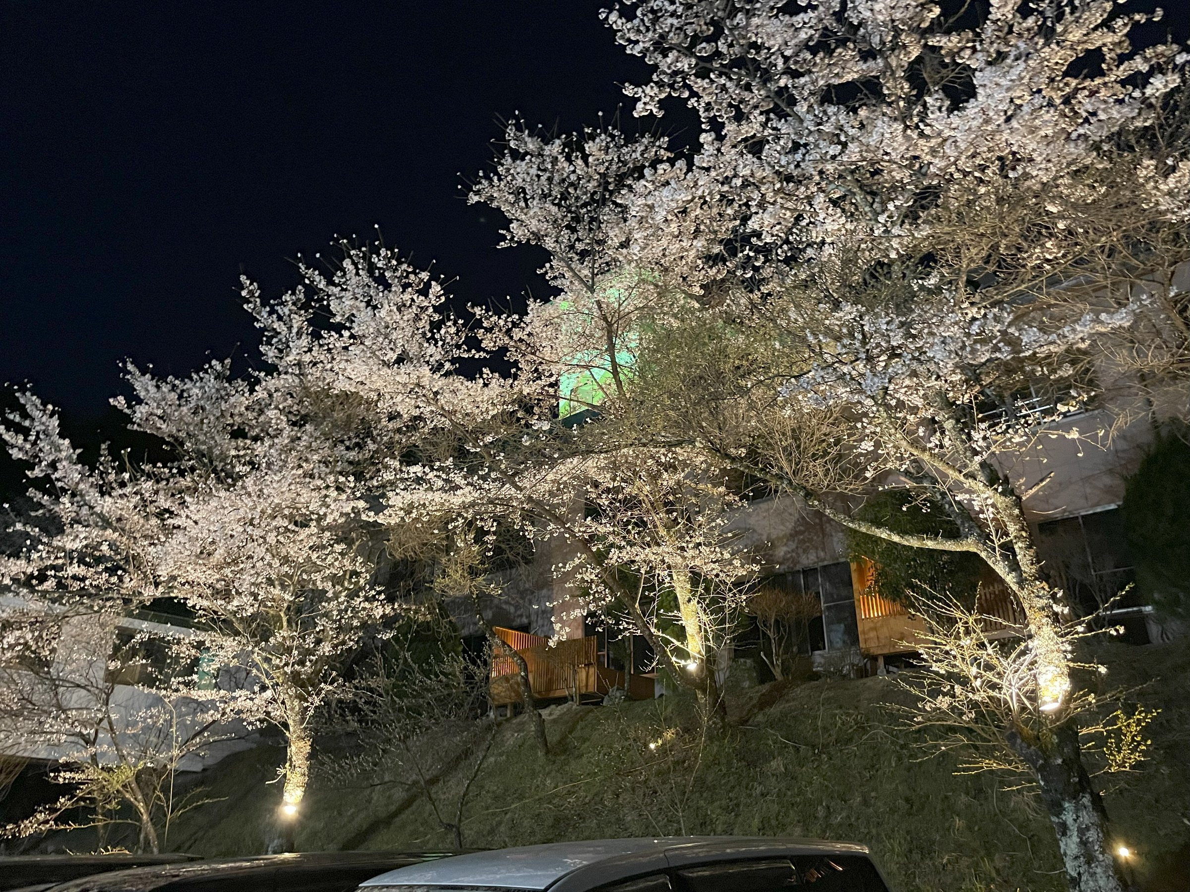 �L��ȕ~�n�̎���Ƃ���ō炫�����u�ԓ��v�B���փ��C�g�A�b�v