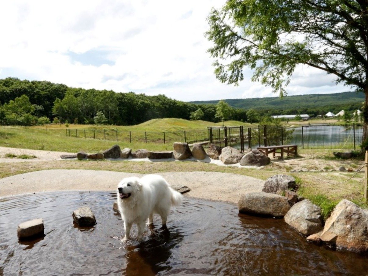 ����̗����h�b�O����