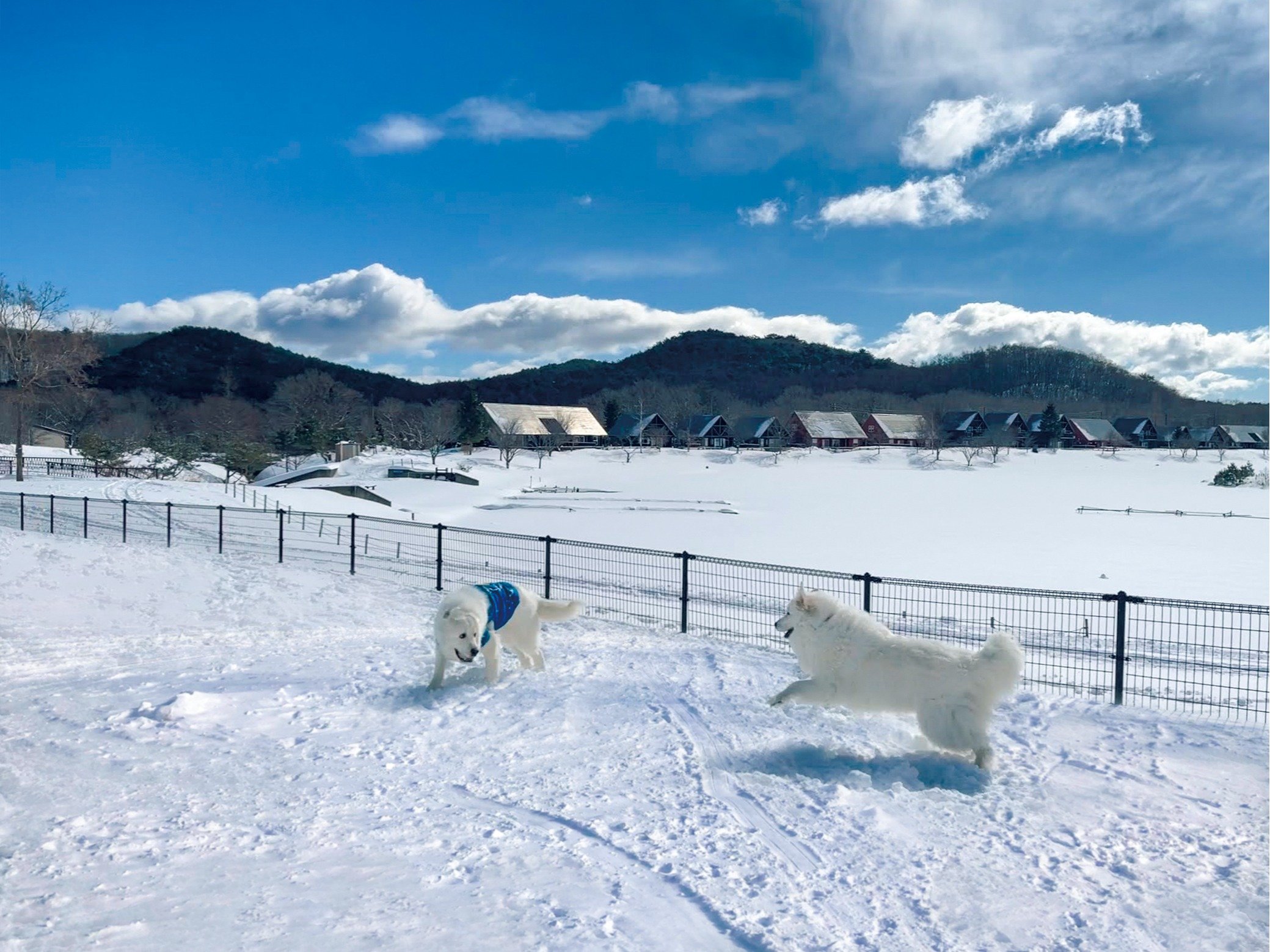 �~�̐��h�b�O�����ň����Ɛ�V�сI