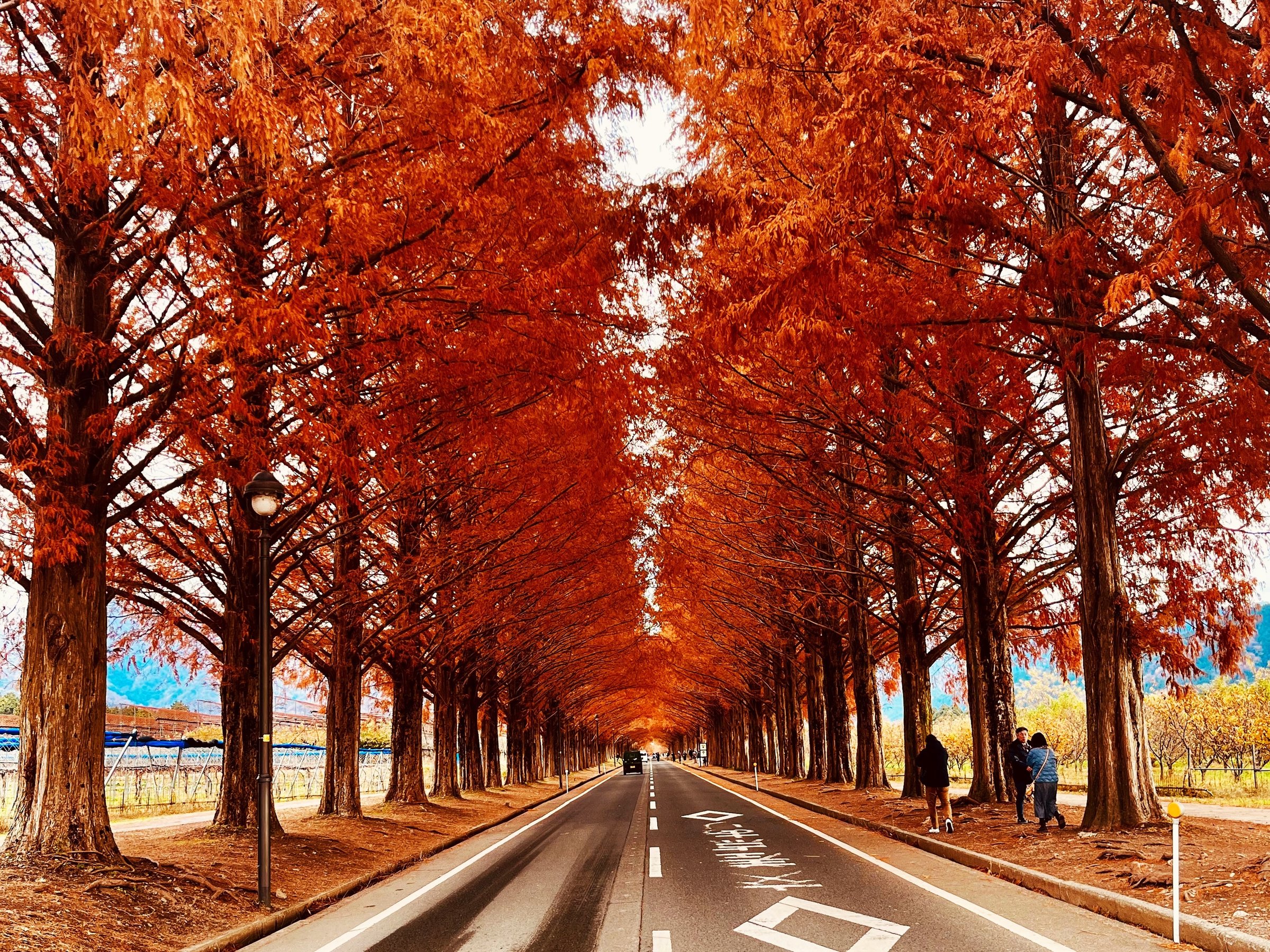 *قԂŖ20IR悤ɐFÂؓɍsĂ݂Ă