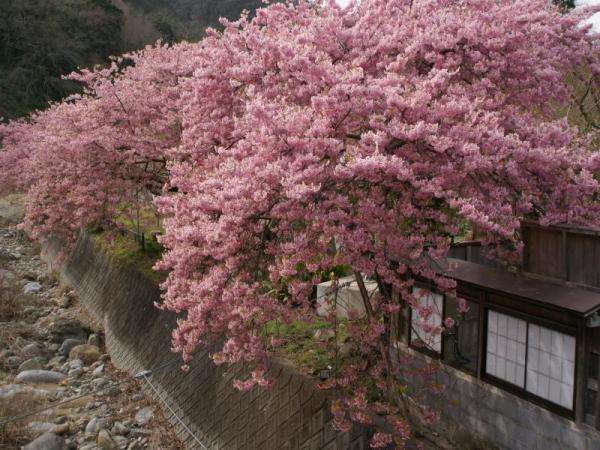 �y�k���������l�̓��E�͒Í��V�[�Y���z�͂��͊����B�݋�������B�e�������w�l�p�̘I�V���C�B