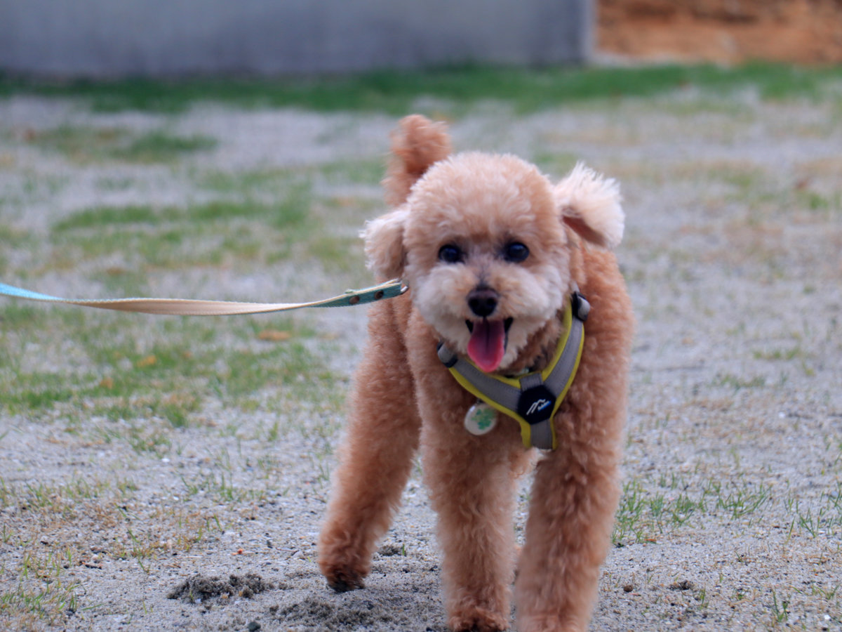 �y�v���C�x�[�g�h�b�O�����z�m�[���[�hOK�I