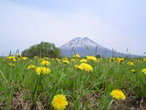 �t�̗r���R