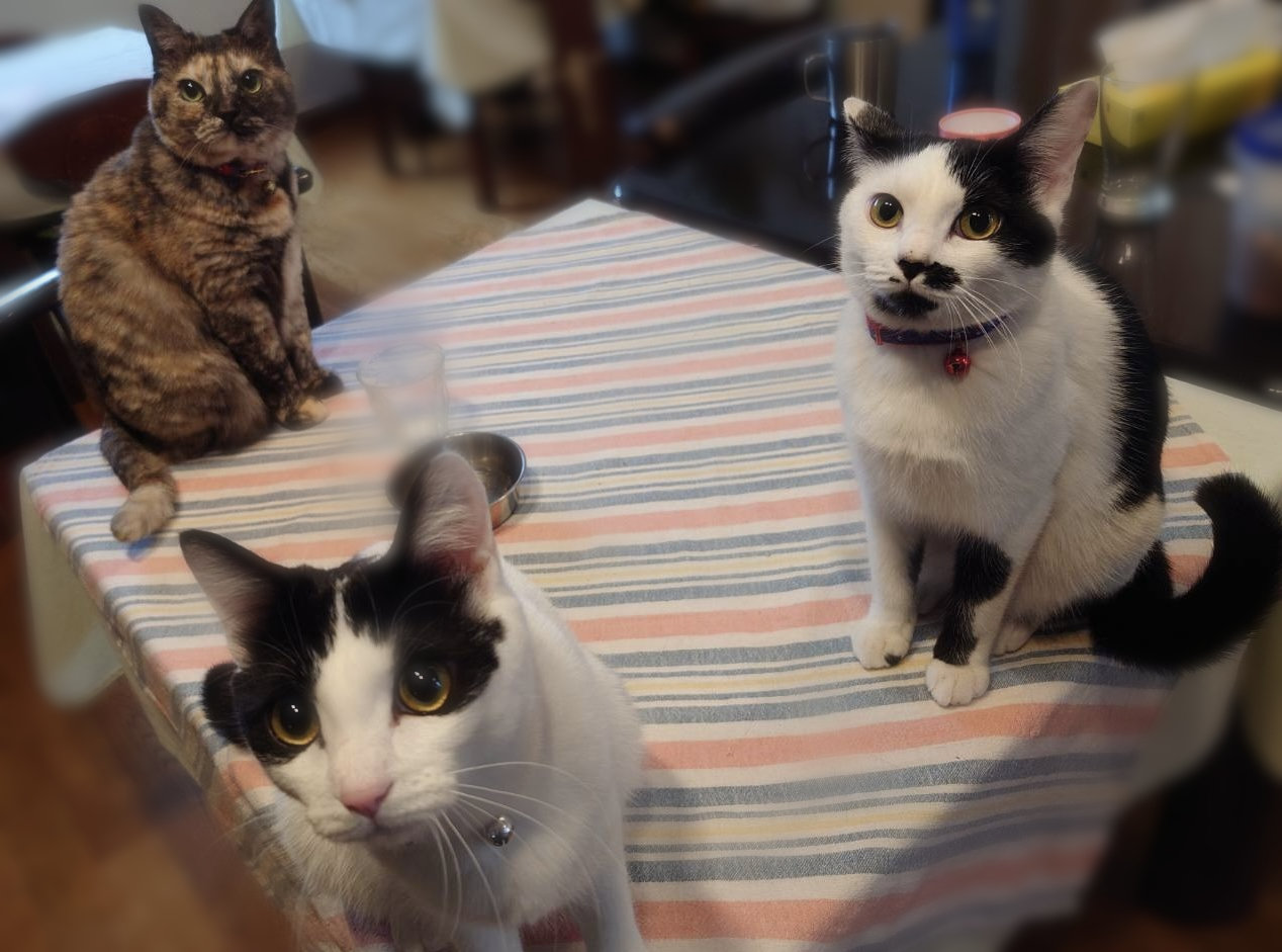 RC̃lRo}BiiRA~cLA`rłB낵ˁI