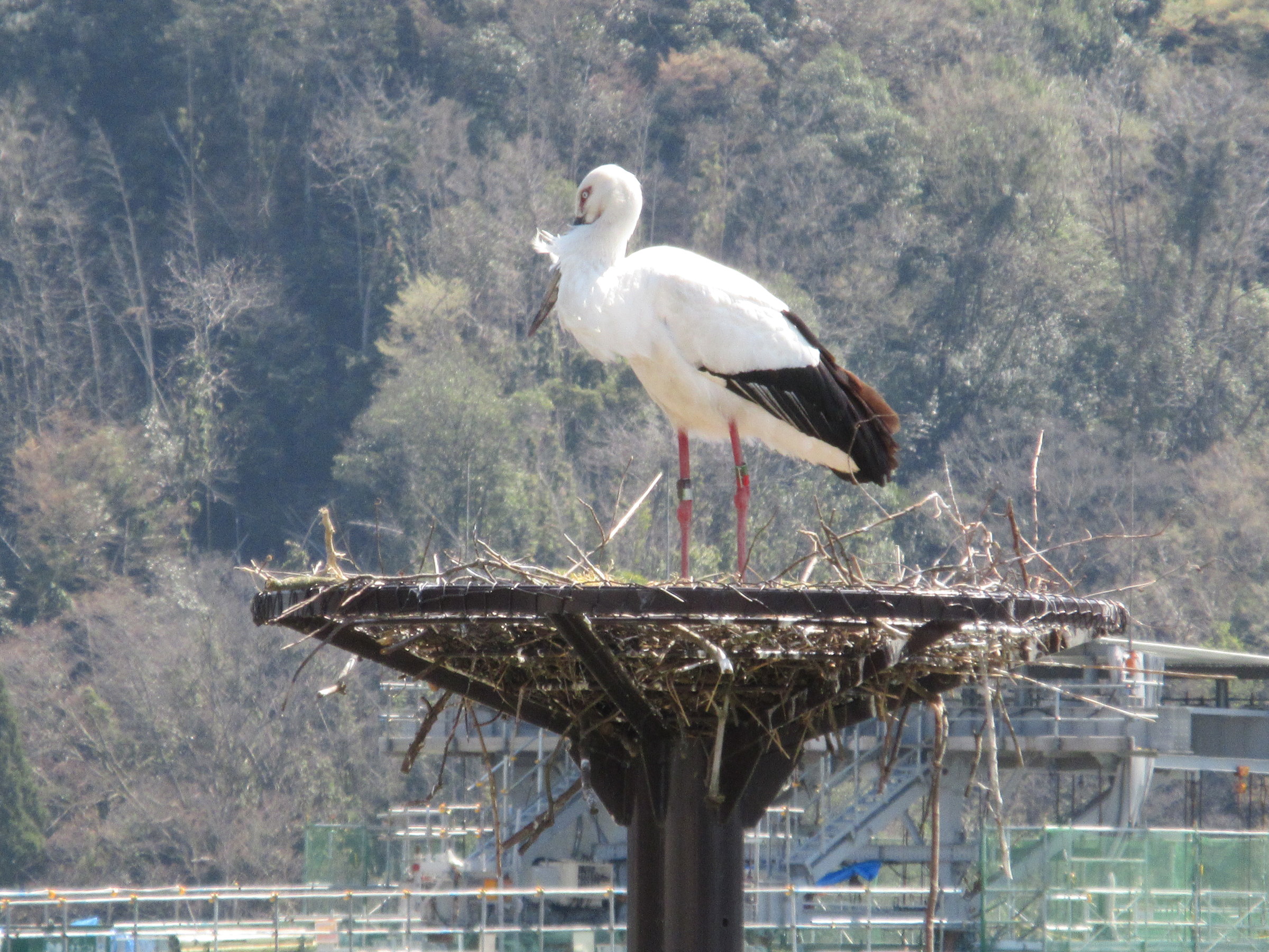 �����̂Ƃ�@�����