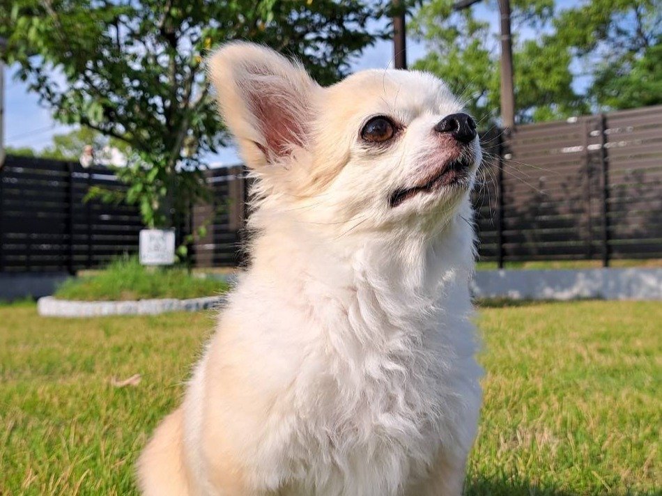 �V�R�ł̃h�b�O����������̂ŁA�m�[���[�h�ł̂т̂тƗV�ׂ܂���