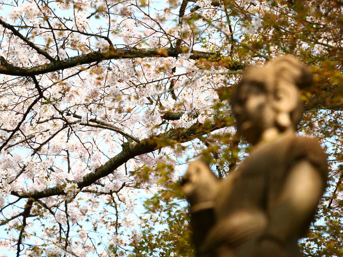 �y�I�l�����\���ӏ��E�t�z�t�ɂ͍������J�ɍ炫�ւ�܂��B