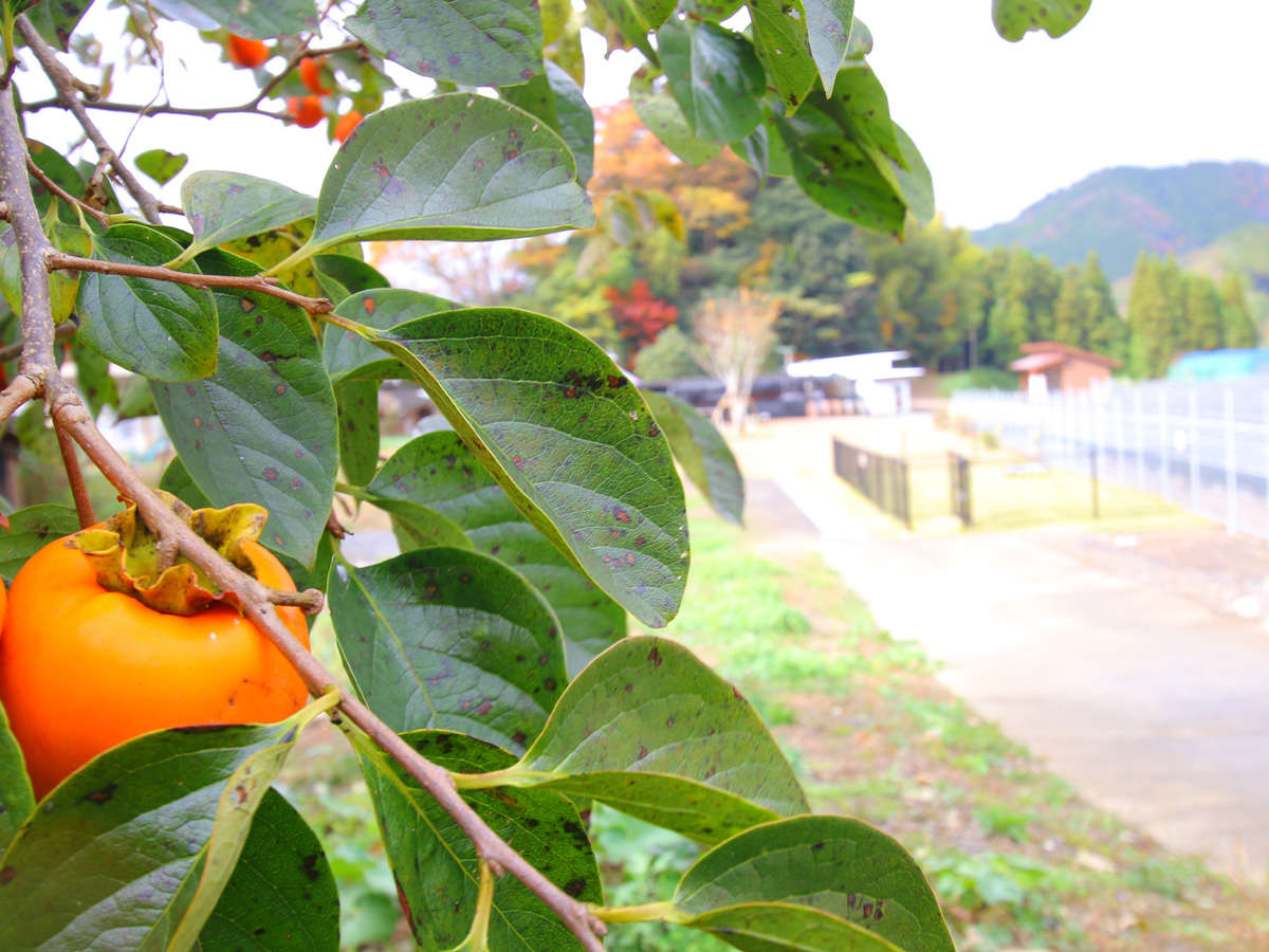 秋には柿が実ります