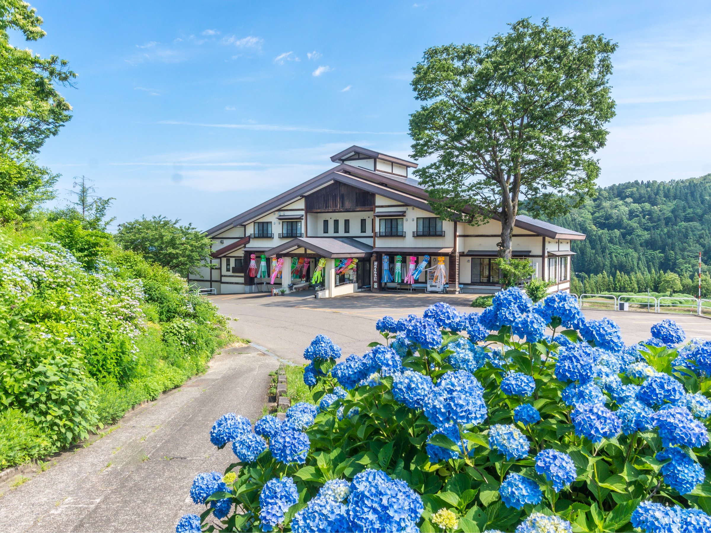 ���ӂɌQ�����Ă���A�W�T�C��6����{�`7�����{�������ɂȂ�܂��B