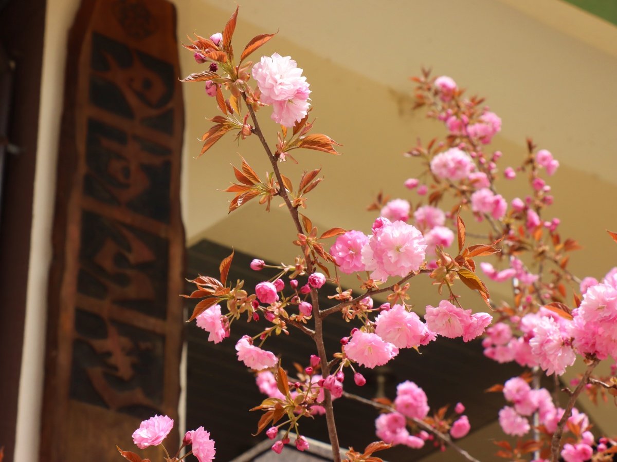 �y�O�ρz�S�̏h�₷�炬�B���ӂ͗Y��Ȏ��R���L�����Ă��܂��B