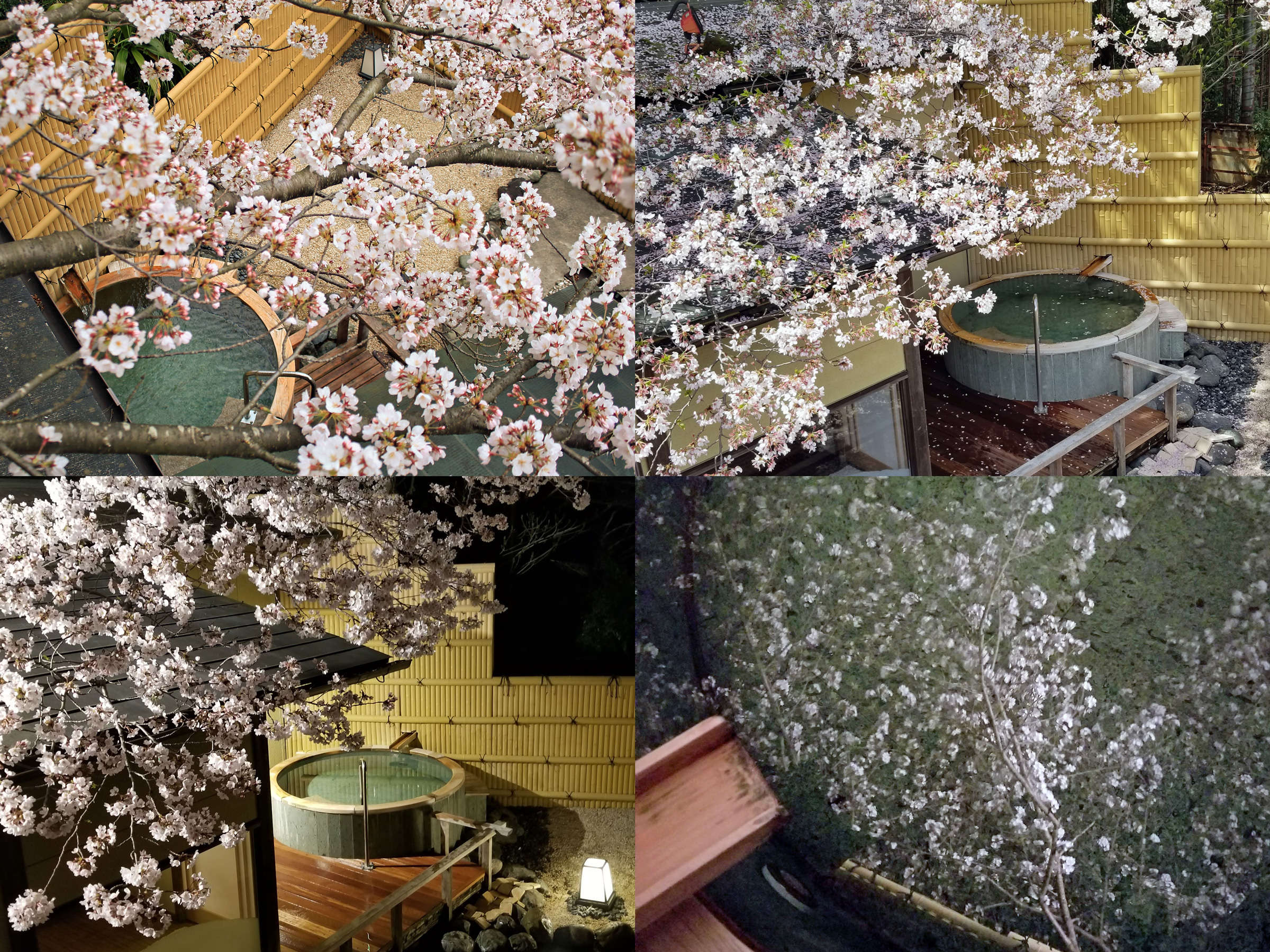 ���J���}�������Ԍ��I�V���C�B��Ԃ̓��C�g�A�b�v����