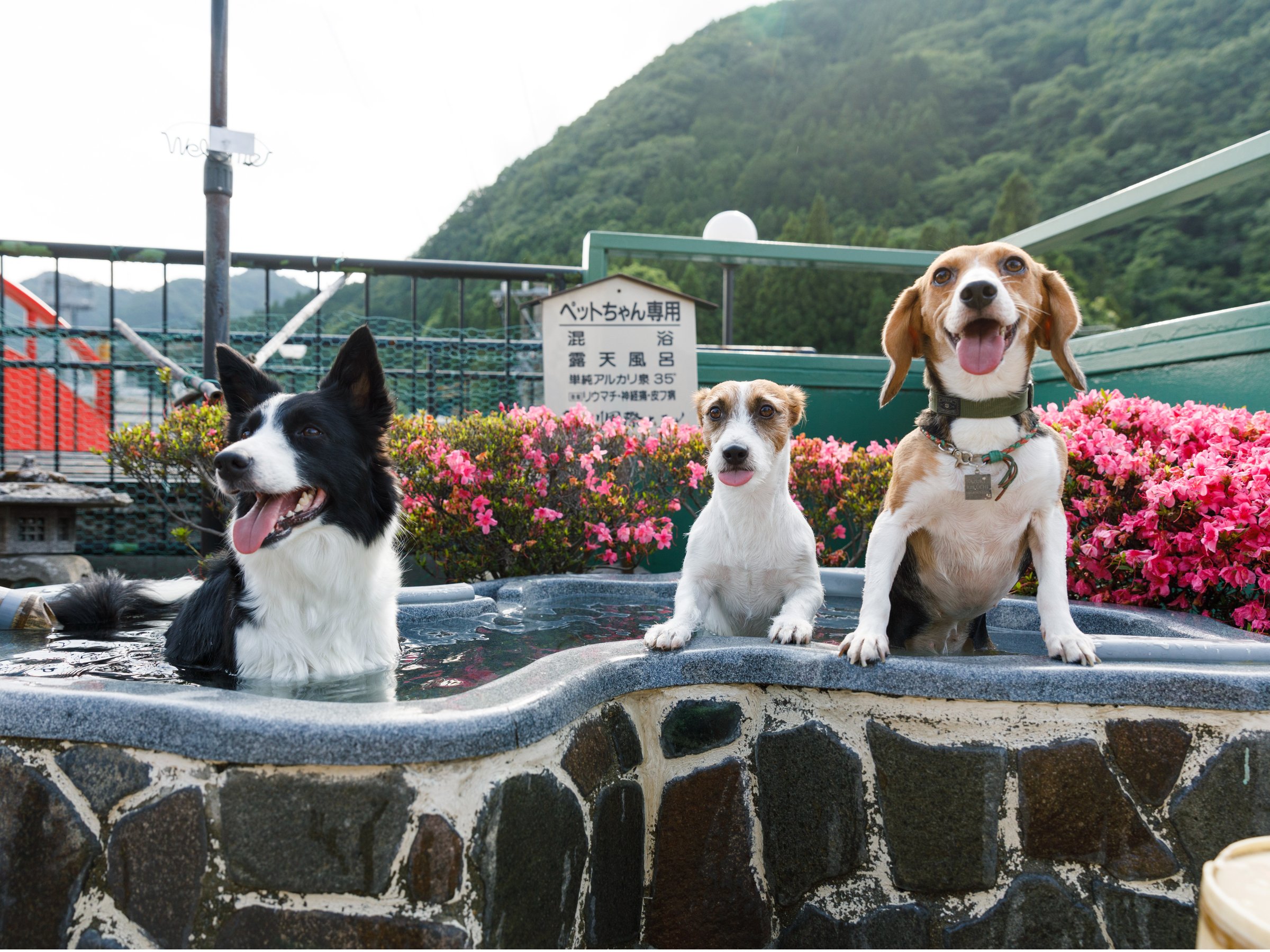 �y�b�g�p�I�V���C