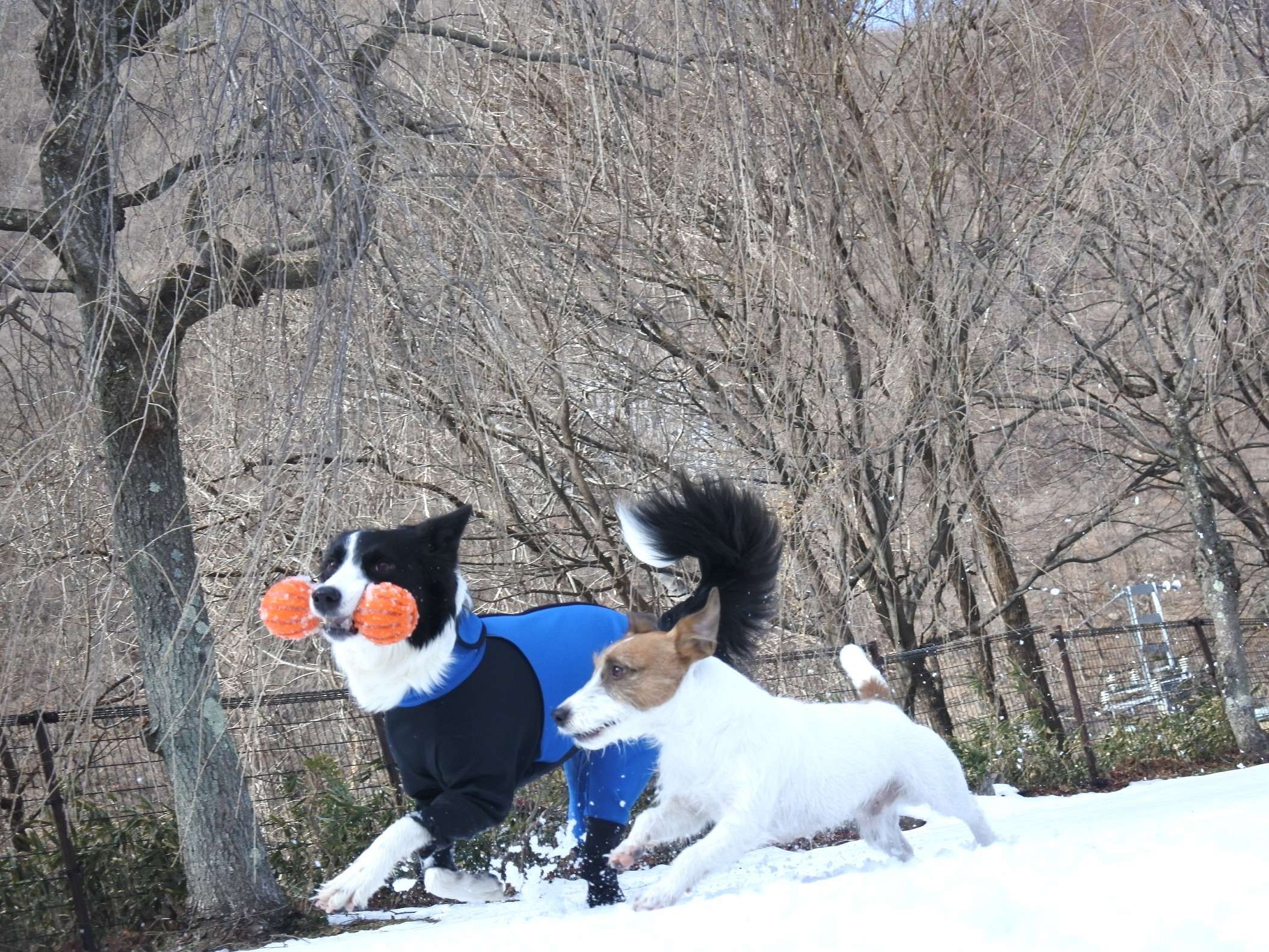 �y�~�z���������Ɛ�V��