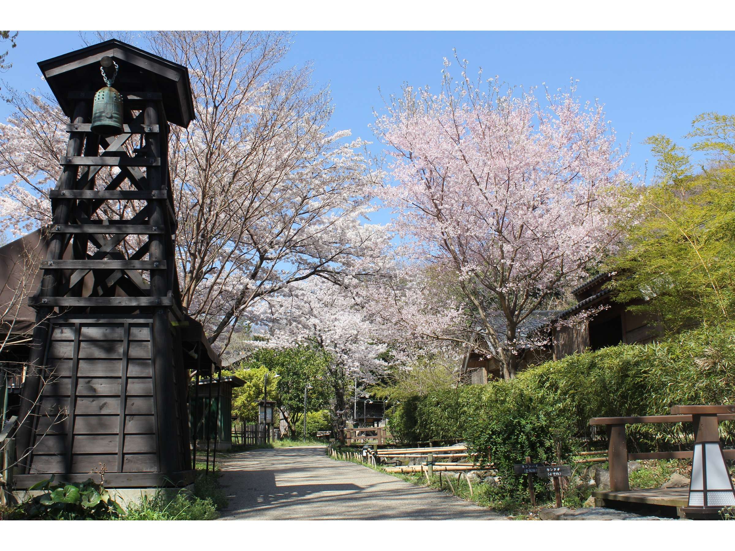 �y�t�z����̗��̕~�n���ɍ炭���̌����́A��N3�����{���`�B���R�ɏt�̖K���