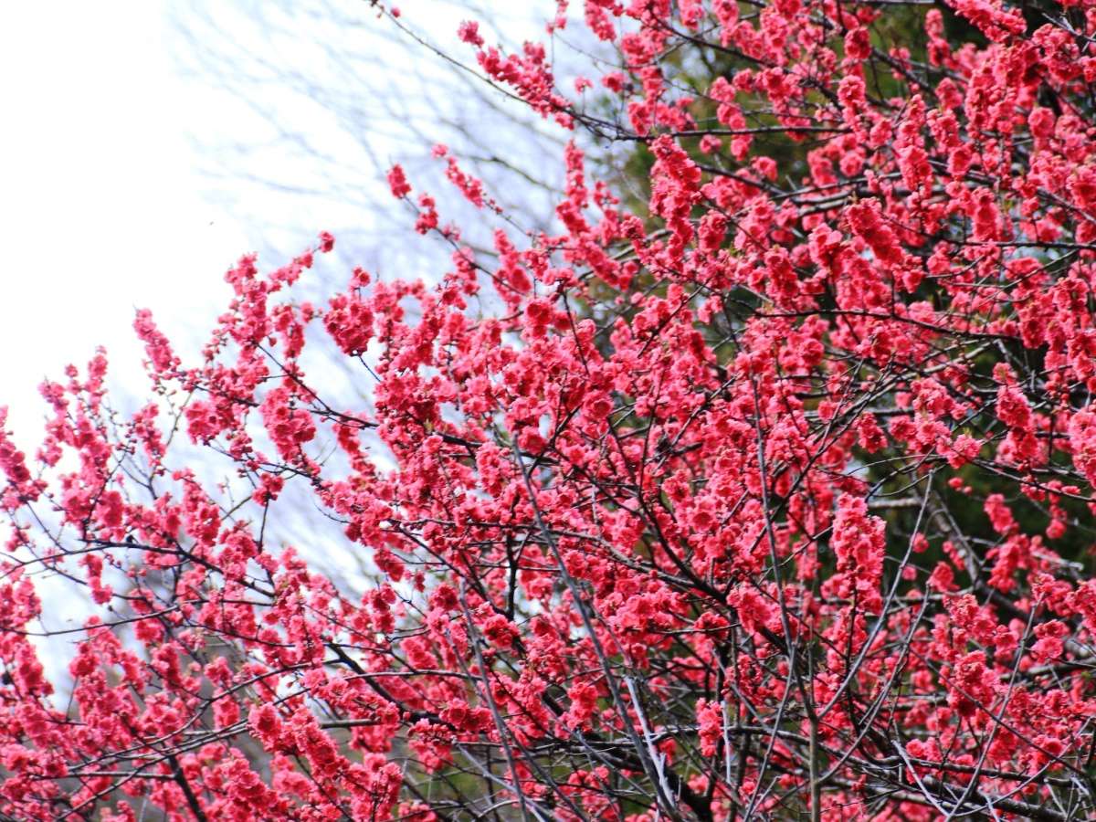 �����ӁE�i�F_�ԓ� 