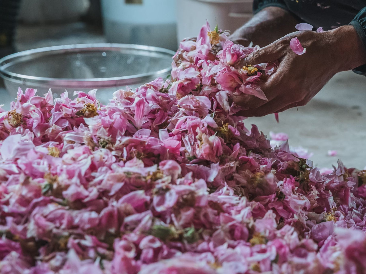 �E�y�o���E�݁z�d���ݑO�̃��[�Y�A�ӂ�荁���ďt���܂Ƃ�