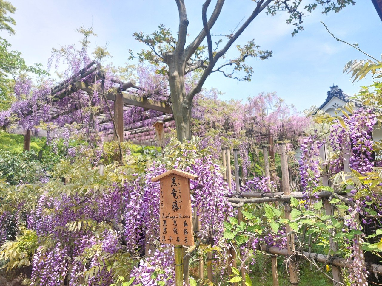 �V���� �����r�뉀�i�������񂿂Ă�����j���I ��700�N�O�̖������t��듖���̖ʉe���c���r���V���뉀