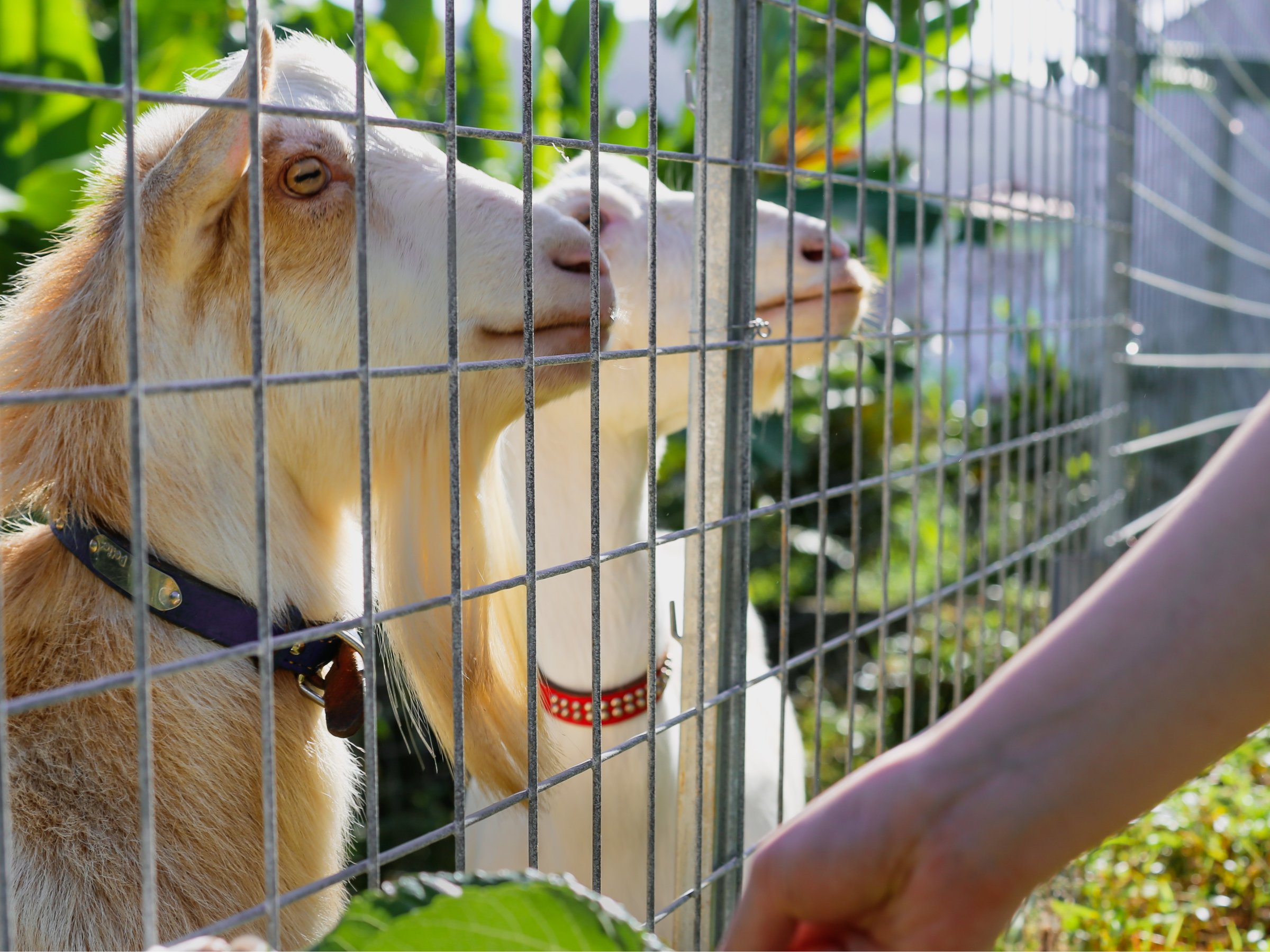 �A�N�e�B�r�e�B�b�~�n���Ŏ����Ă��郄�M�ɂ͎��R�ɃG�T���A�G�ꍇ�����\