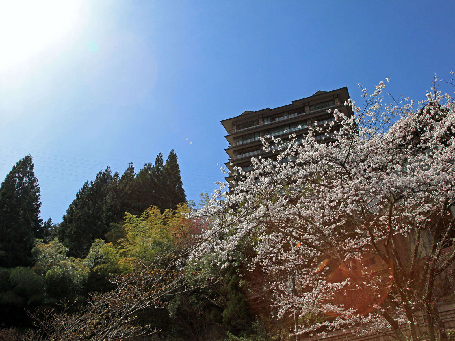 桜越しに高台のしょうげつを見上げる全景（じゃらんnet掲載画像）