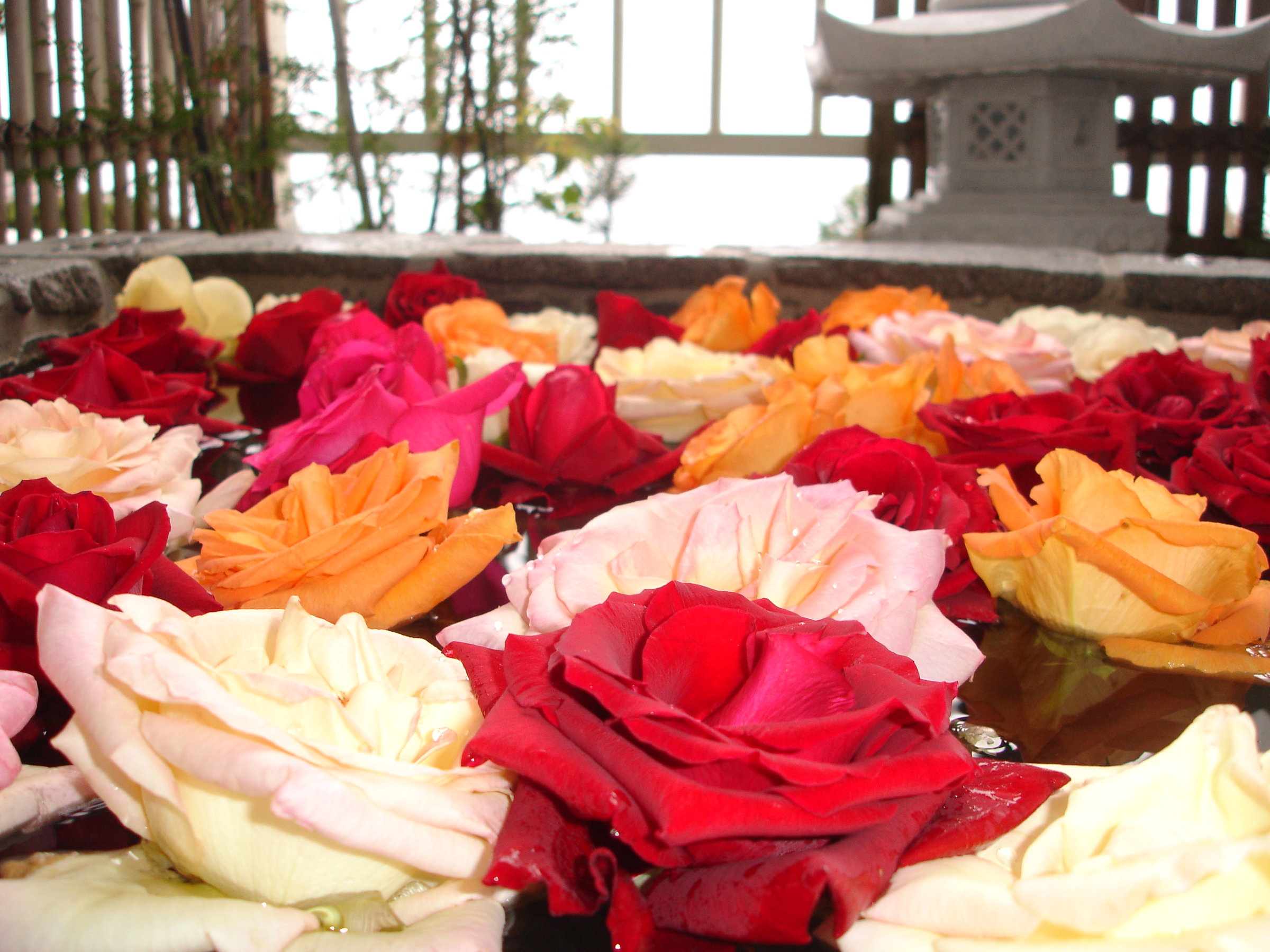 �T�v���C�Y�Ƀo�����C�E�E