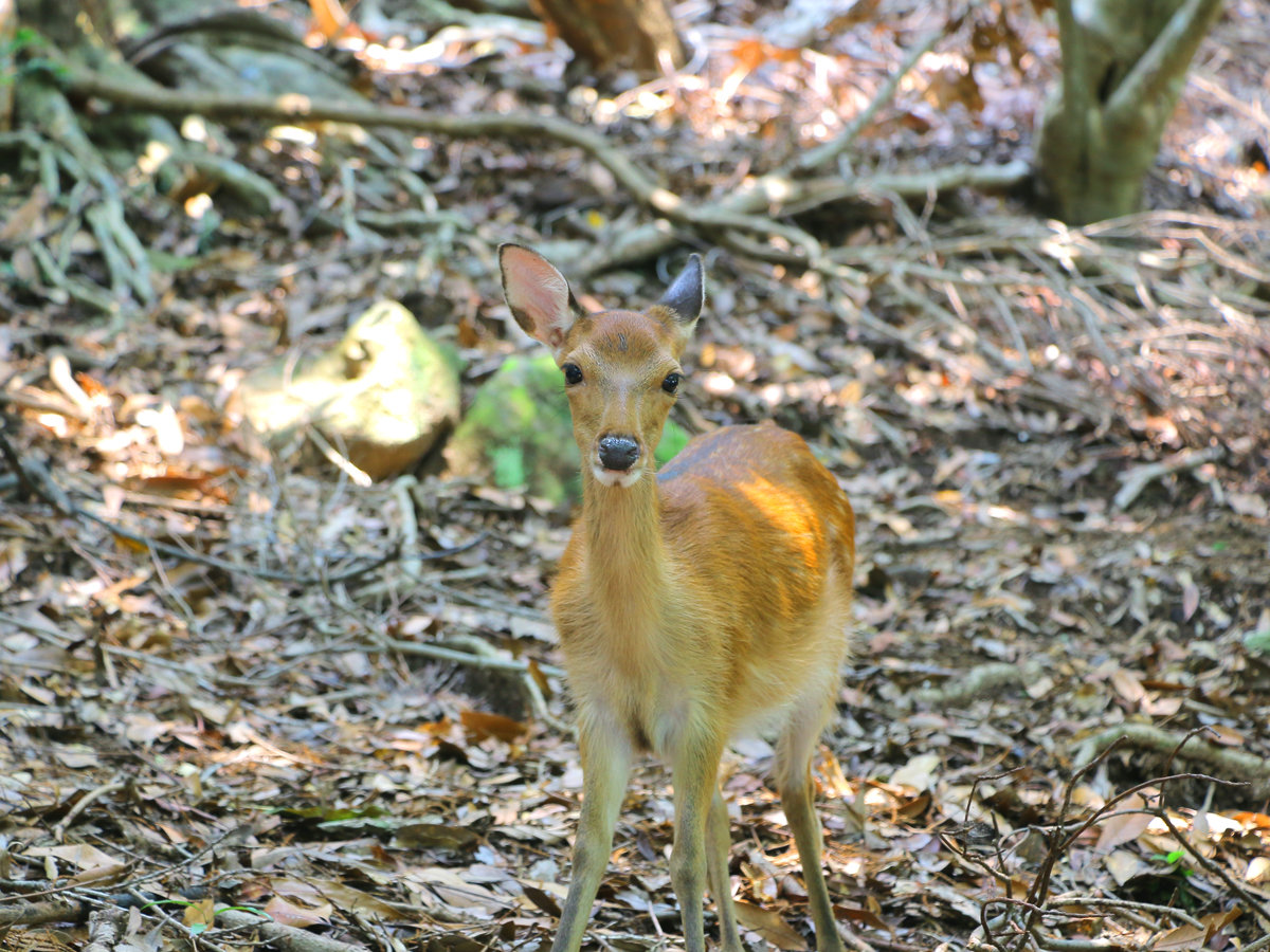 ���v���̃V�J