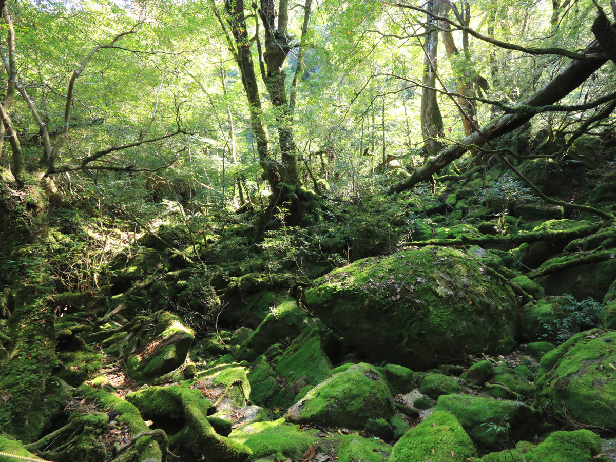 �ۂނ��X�i���W�u���̐X)