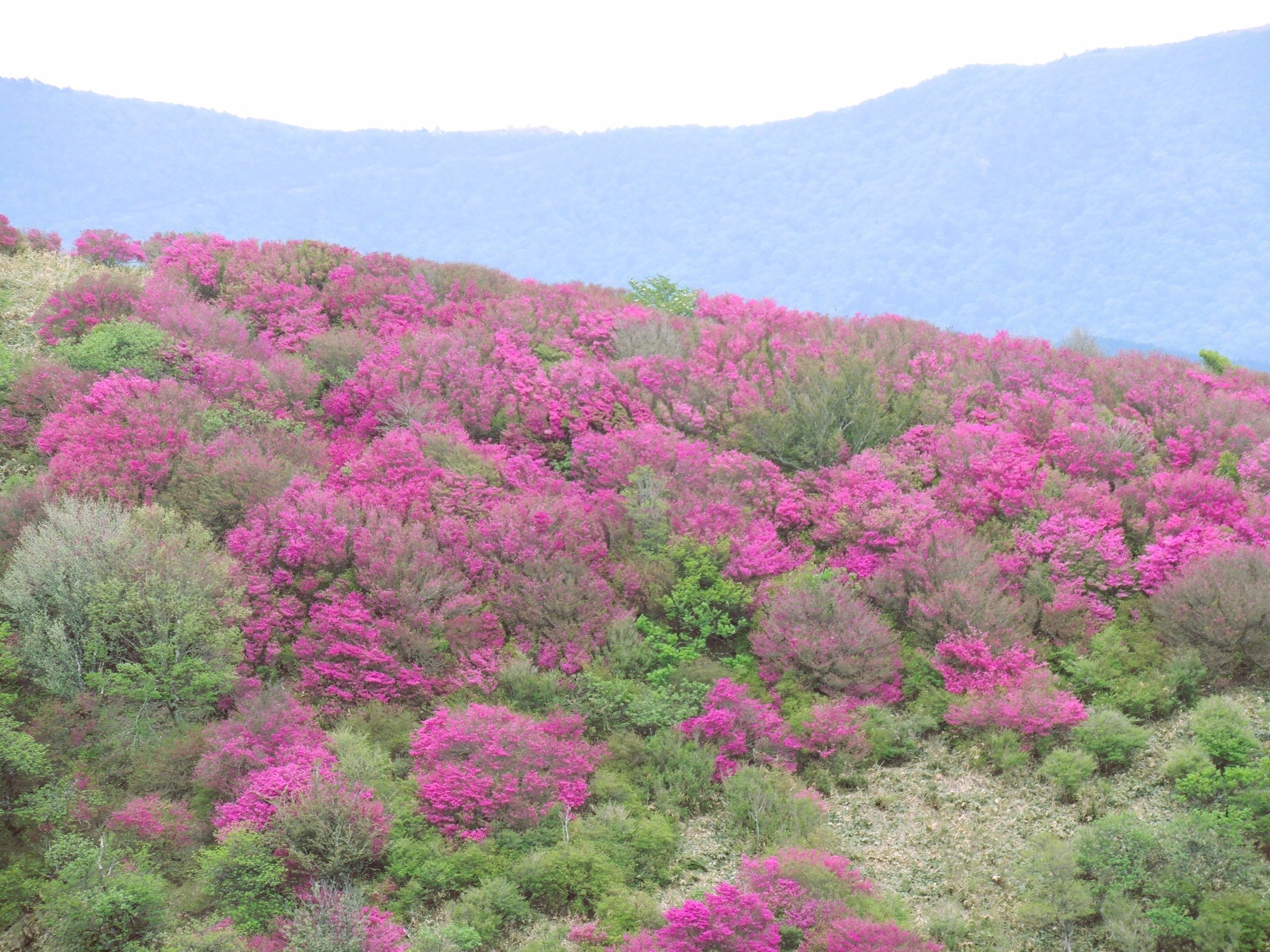 ����c���M�~�c�o�c�c�W�̌Q���ł��B�Y��Ȍi�F�̒��Ƀc�c�W���f���܂��B��̐X����60��2025/5/18�B�e