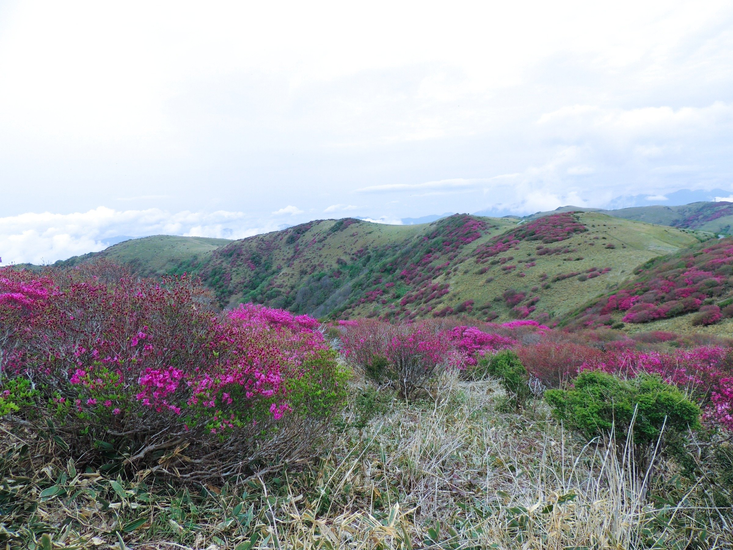 ����c���M�~�c�o�c�c�W�̌Q���ł��B�Y��Ȍi�F�̒��Ƀc�c�W���f���܂��B��̐X����60��2025/5/18�B�e