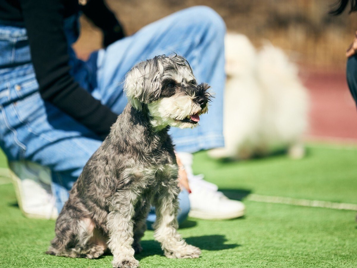 [DOG PARK]LXƂhbOŁAƎRɉ߂ЂƂƂy݂B