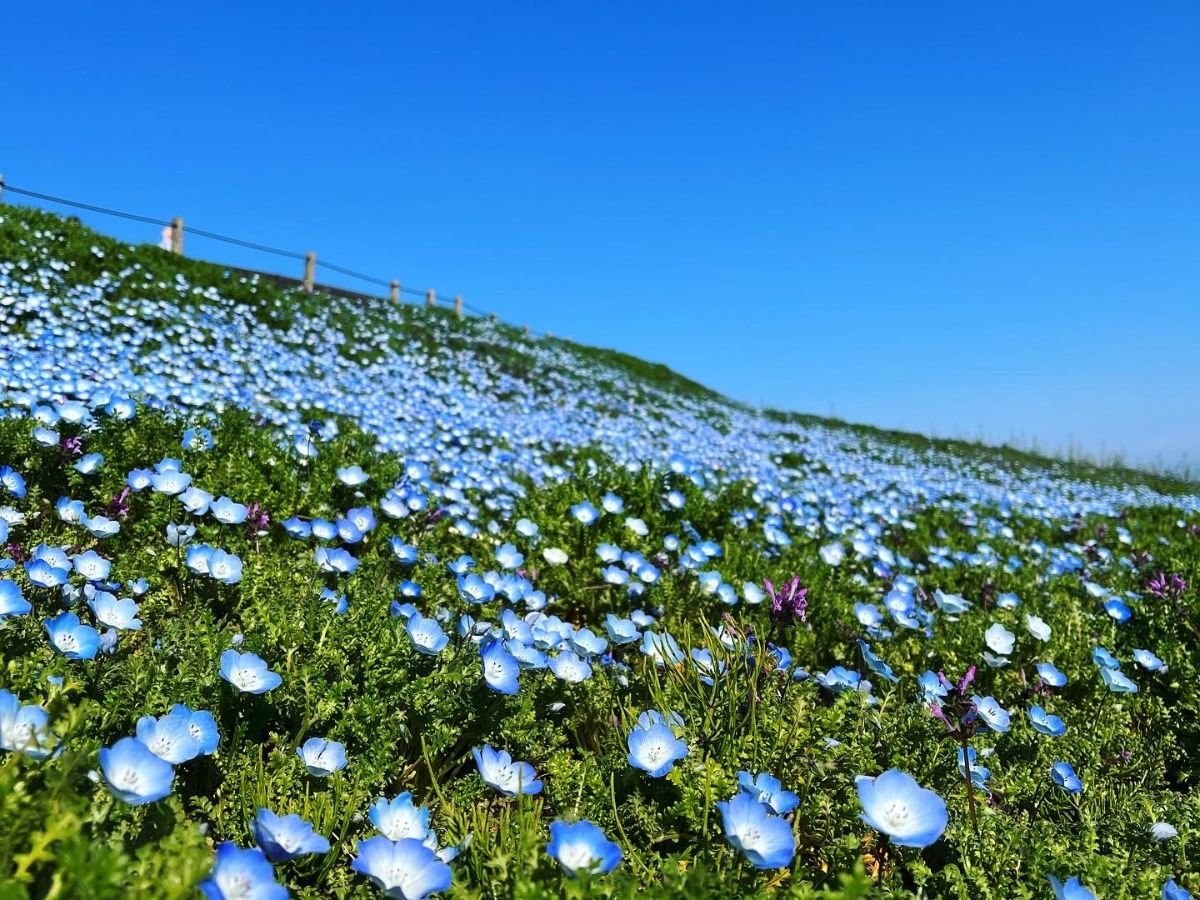 �l���t�B��5