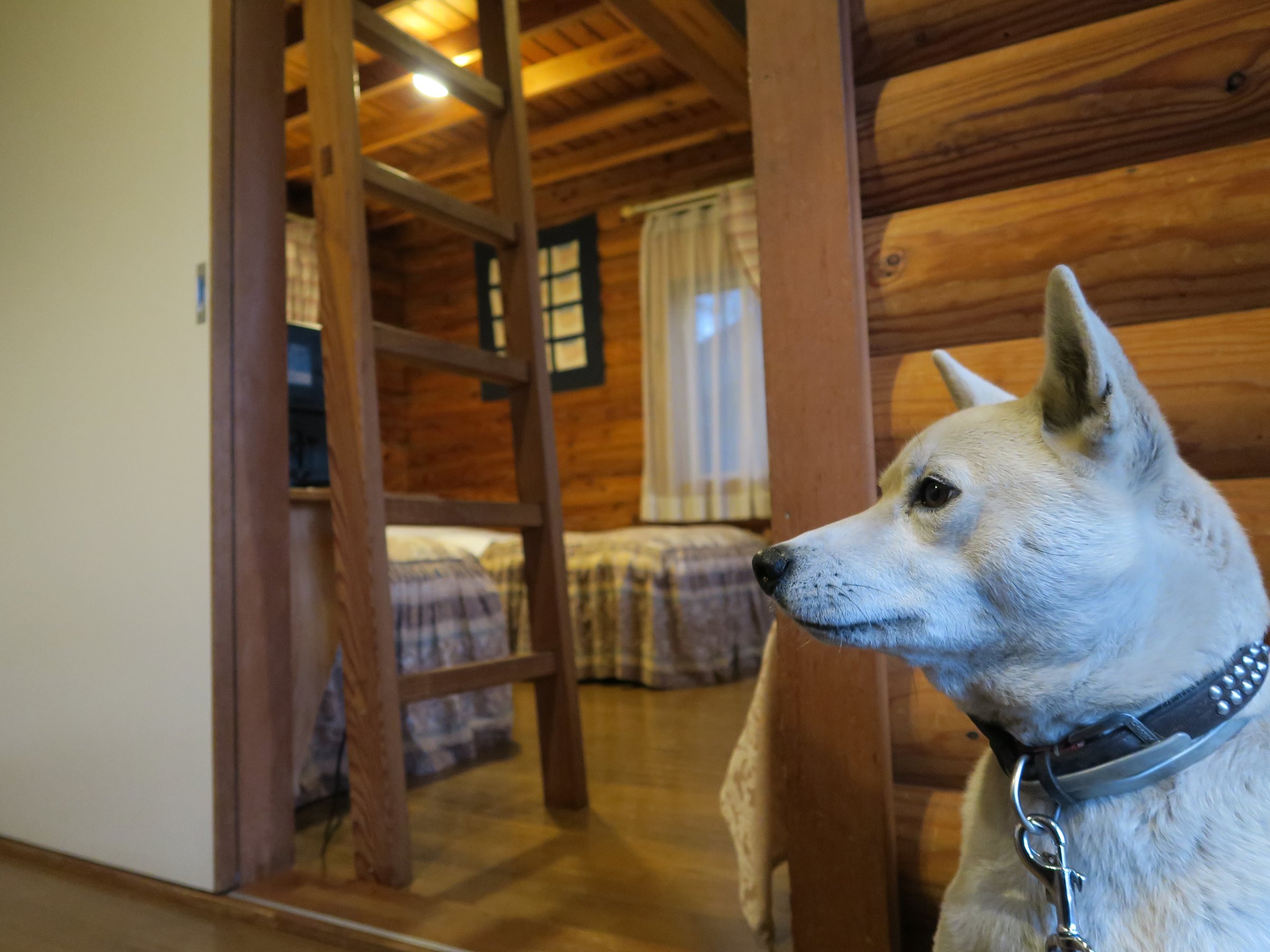 �y�b�g������