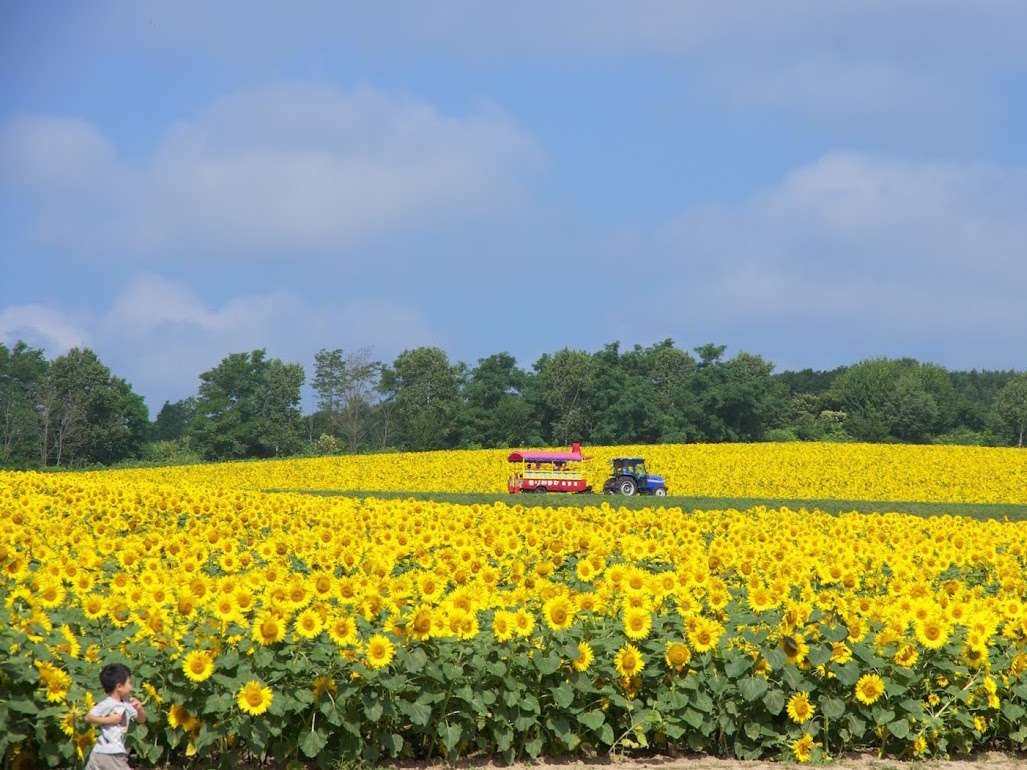 ���Ђ܂��̗����V�����{����W���̒��{�ڂ����́y�k�����Ђ܂��̗��z�Ō���