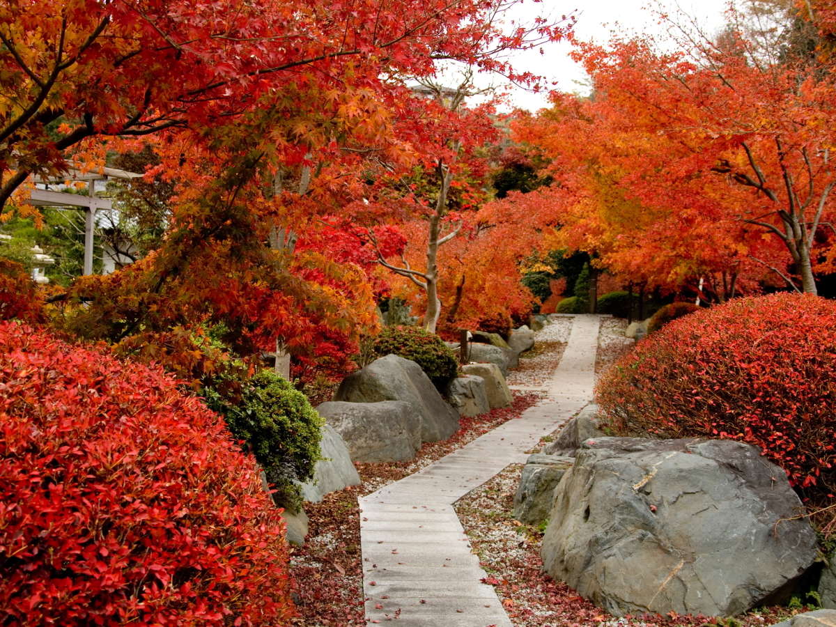 ^Ԃɐ܂H̍gtiN1110Oオj