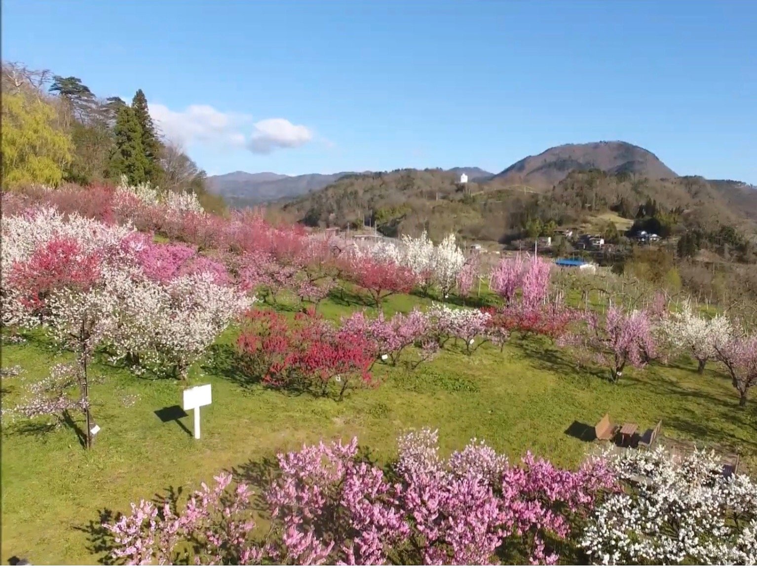 �Ԃ����̗�