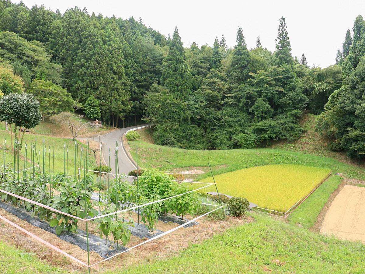 #���̑��@�L���ȗ΂Ɉ͂܂ꂽ�̂ǂ��ȓc�����i�B