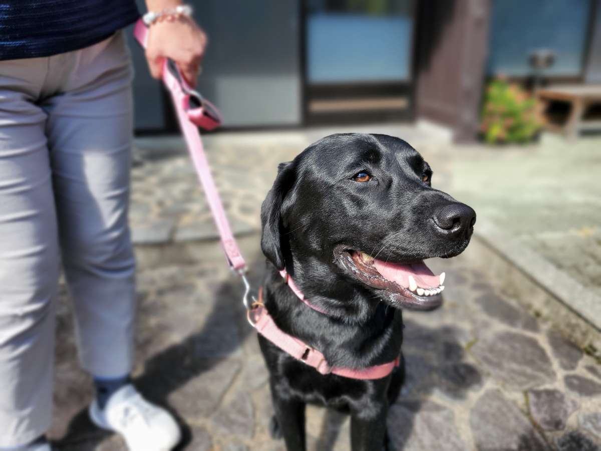 ���u���h�[�����g���o�[�̂����炿��񂪁A�����Ƃ��o�}����