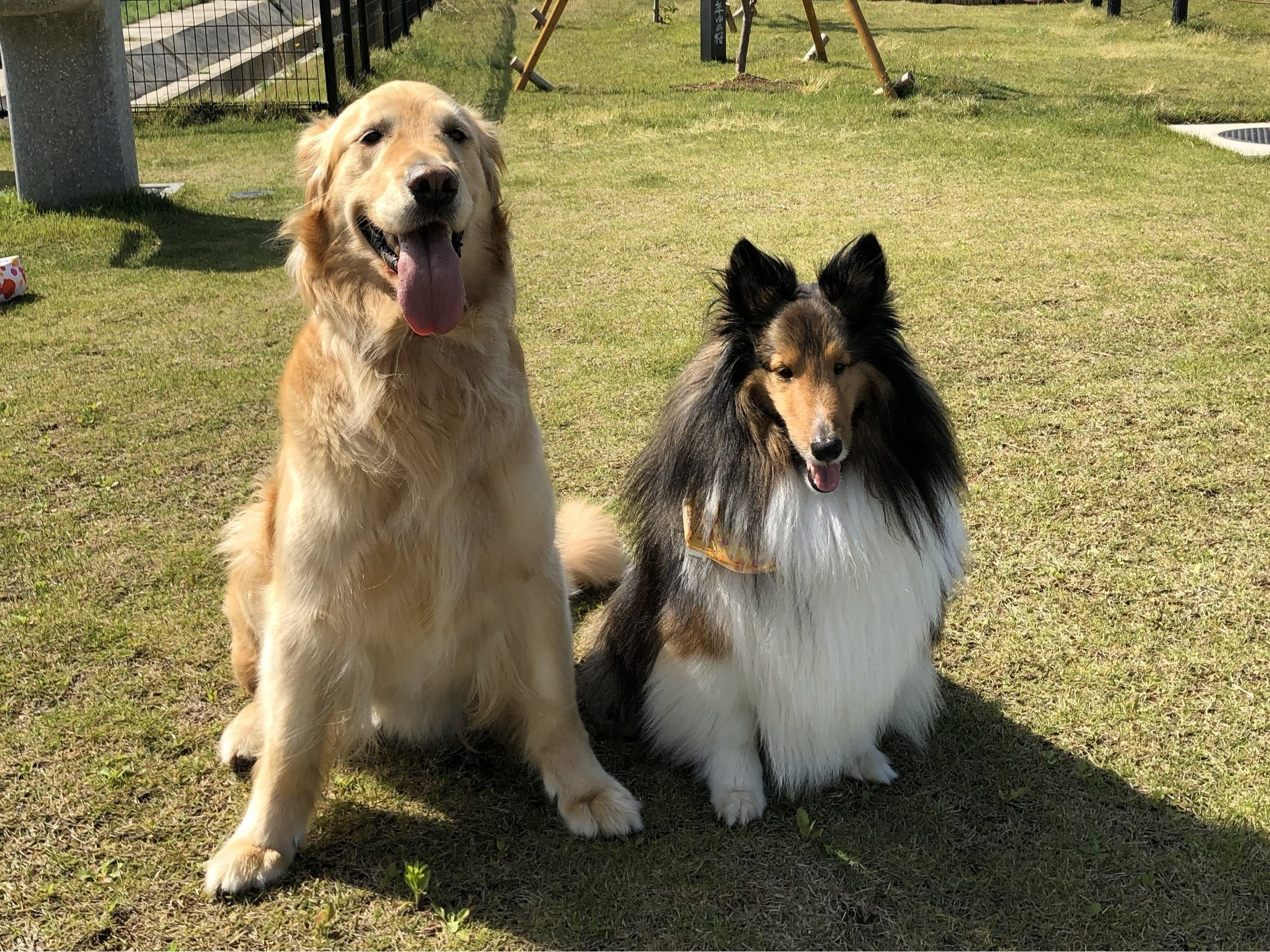 �w���܁[��x����\�i�S�[���f�����j��������i�V�F�V�[���j���M��ɂ��o�}�����܂���